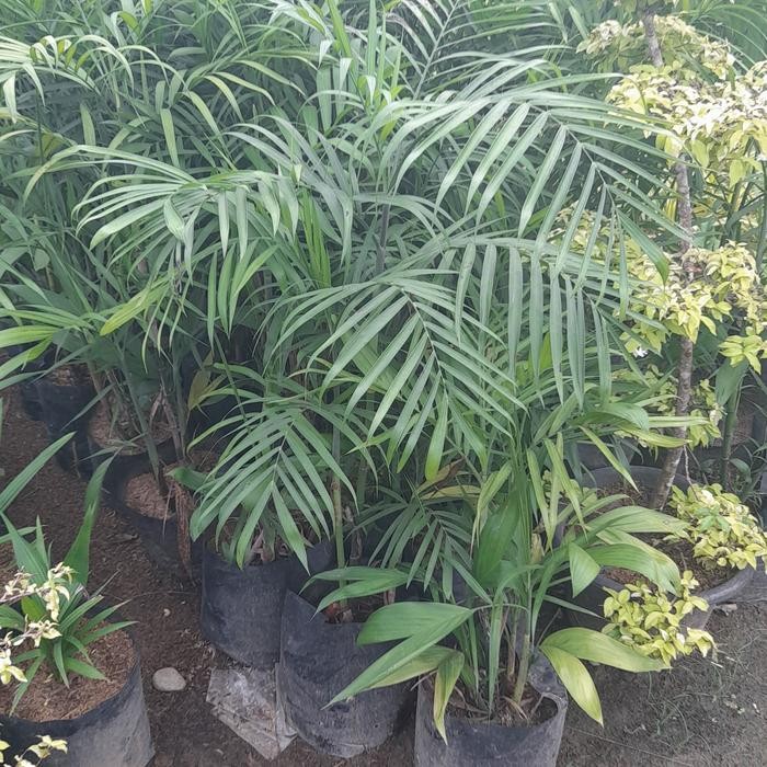 bibit tanaman hias cantik palem bambu roma...palem paleman