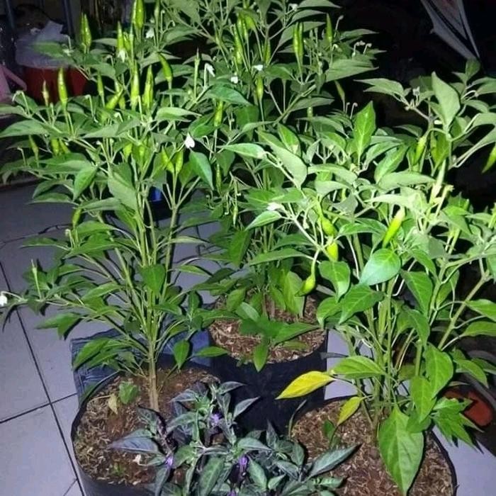 Pohon Cabe Rawit Sudah Berbuah Tanaman Pohon Cabe Rawit