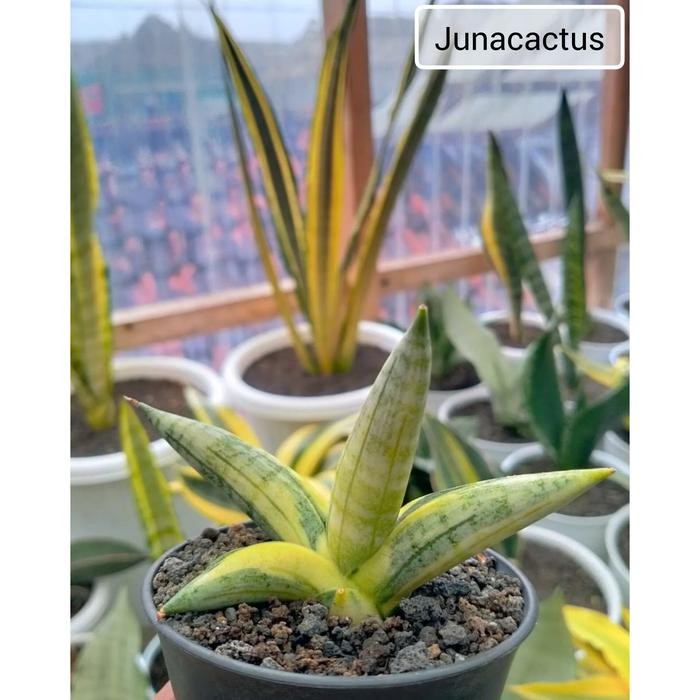 Sansevieria Boncel Variegata