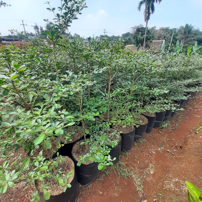 tanaman hias ketapang kencana 1 meter pohon ketapang kencana 1 meter