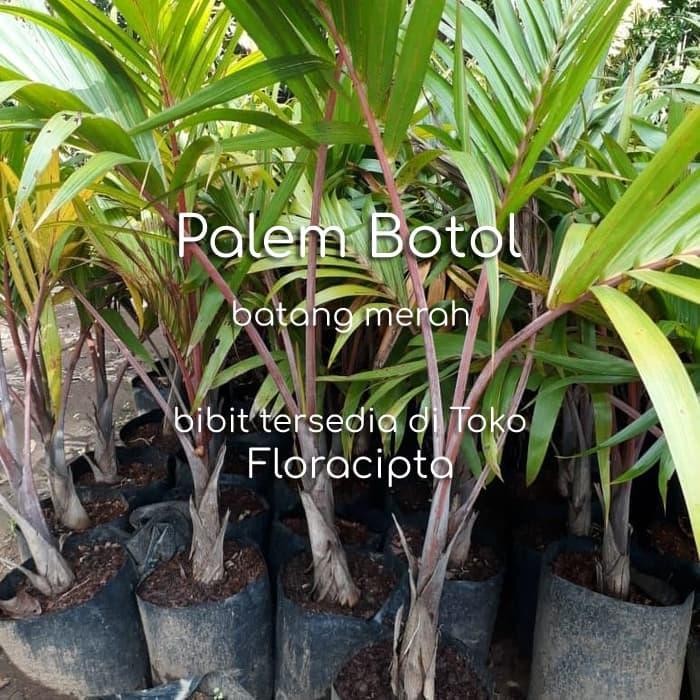 Pohon Palem Botol Bibit Palm Palem Botol Tanaman Hias Taman Merah