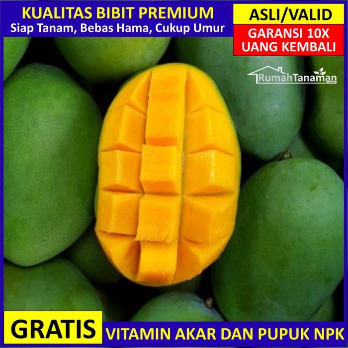 Bibit Mangga Harum Manis Ber, Pohon Mangga Harum Manis