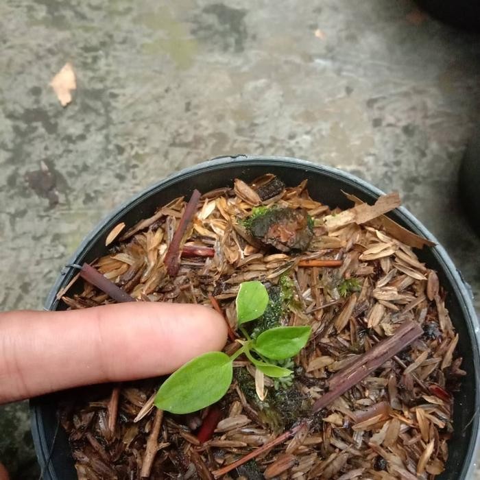 bibit warocqueanum / lidah gajah tanaman hias