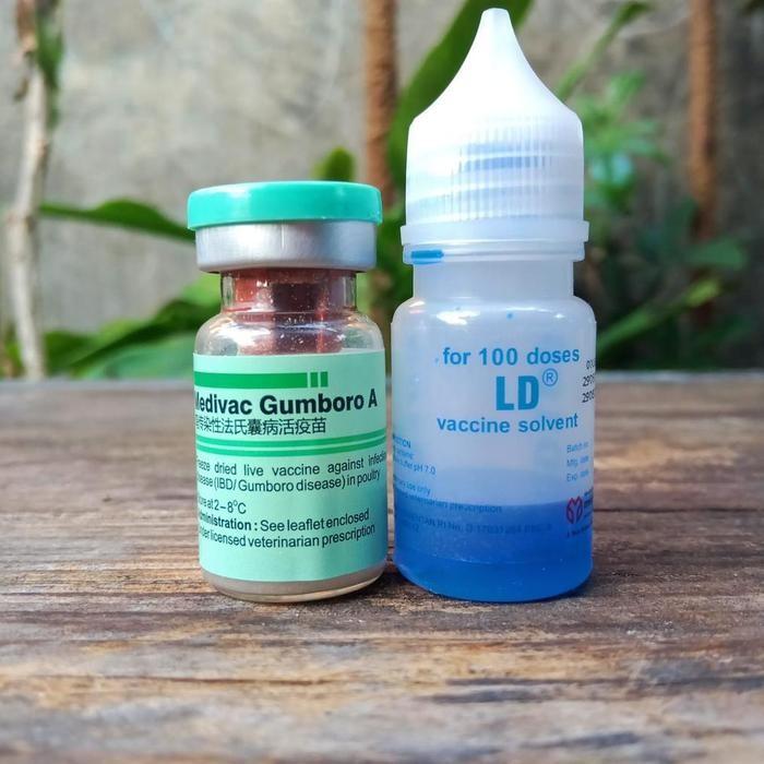 VAKSIN MEDIVAC GUMBORO A 100 ekor - penyakit gumboro