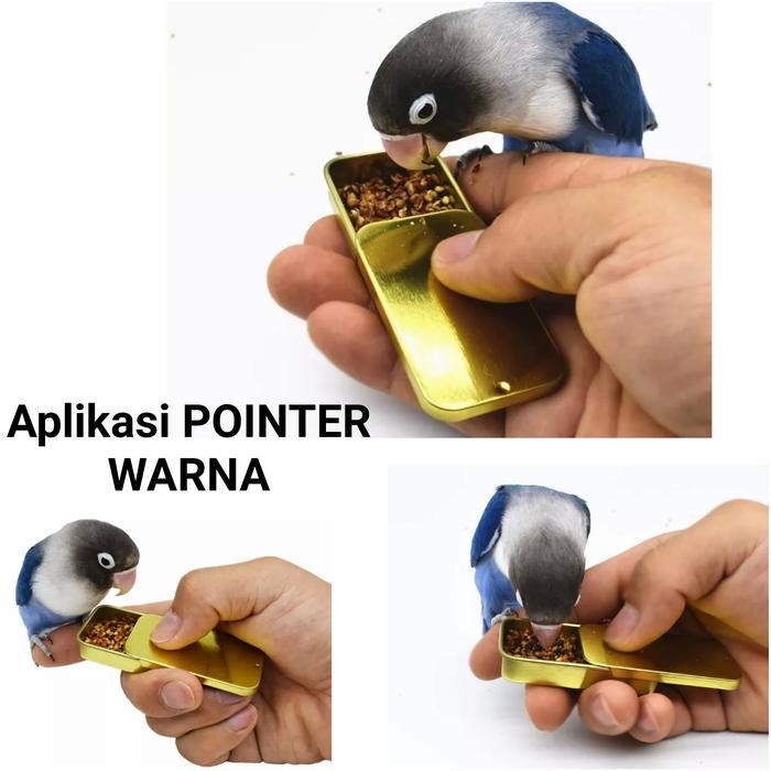 Pointer Warna Untuk Burung Parrot