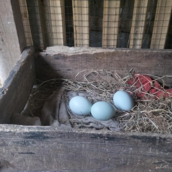 Ayam Birma telor biru asli dewasa pro Berkualitas