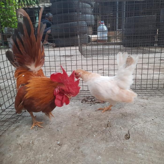 ayam Kate +serama sepasang umur 1 tahun