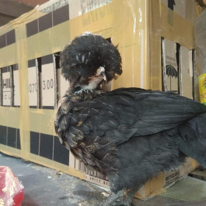 Ayam Polandia -. Ayam Polish - Ayam Hias