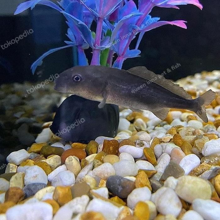 Pilihan- Mormyrid / Ikan Lumba Lumba Air Tawar Mini / Ikan Hias Unik