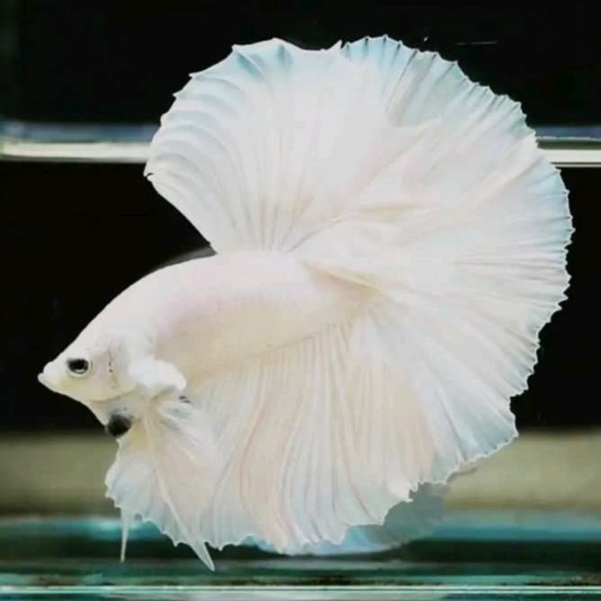 Pilihan- Betta Fish Full White / Cupang Full Putih Halfmoon