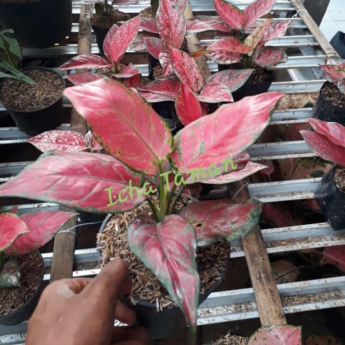 Tanaman Hias Aglomema Red Anjemani - Pohon Aglomema Red Anjemani