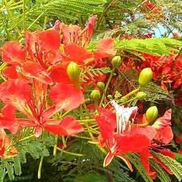 Tanika Viver - Tanaman Hias Flamboyan - Bibit Pohon Flamboyan