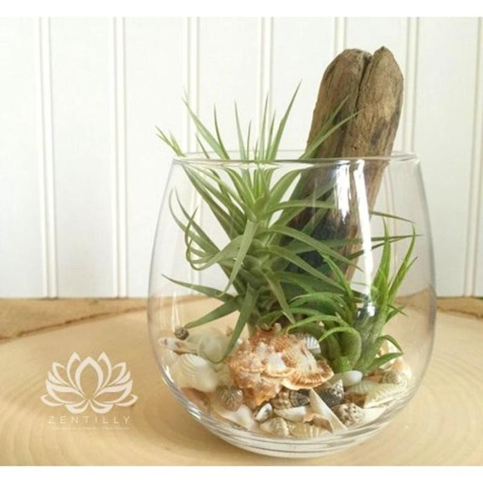 Pilihan- Vas Kaca Pot Terarium / Pot Tanaman Air Hidroponik