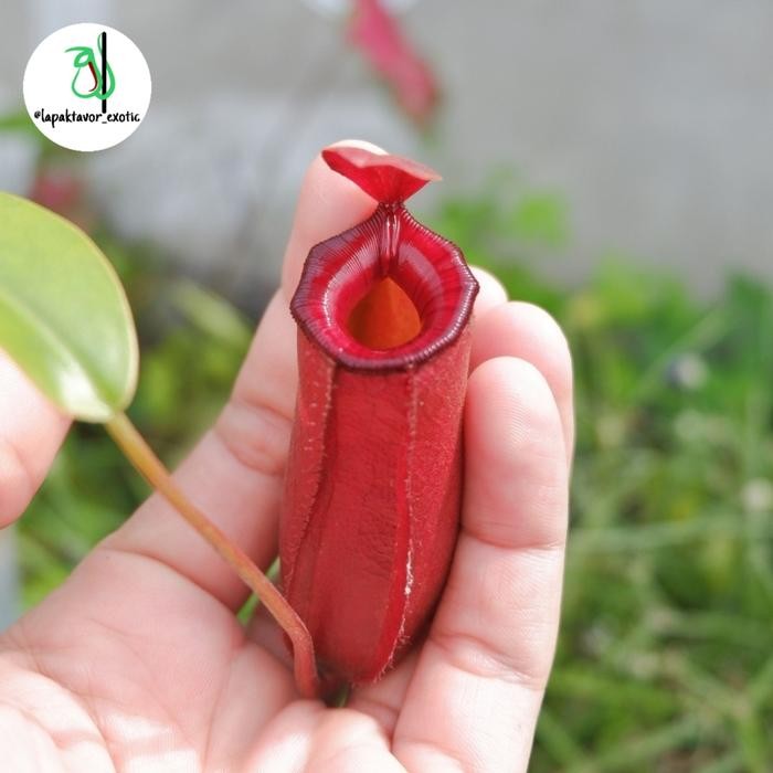 Nepenthes Lady Luck(AmpullariaVentricosa)