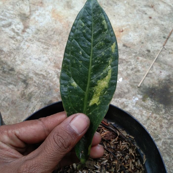 anthurium cobra varigata