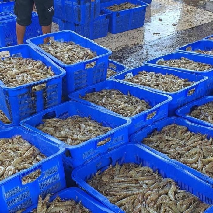 

(Expert) udang vaname fresh size standar
