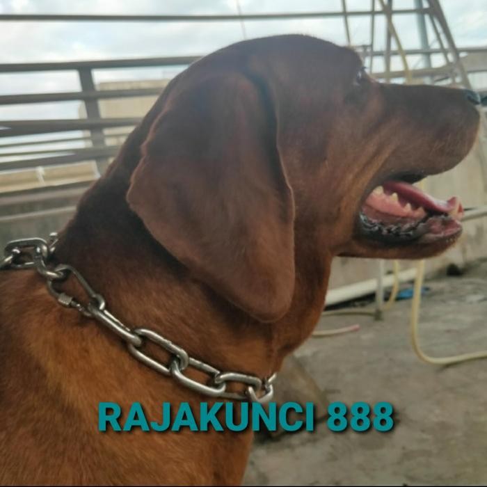Rantai Leher Anjing Stainless Xxl / Rantai Leher Anjing /Rantai Anjing