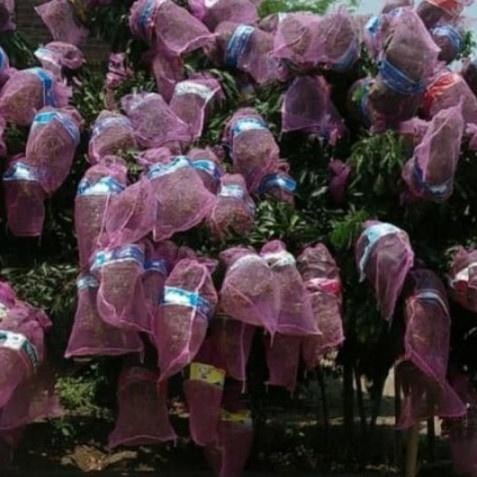 (Expert) Karung bungkus Kelengkeng/brongsong buah/jaring kelengkeng 10 pcs