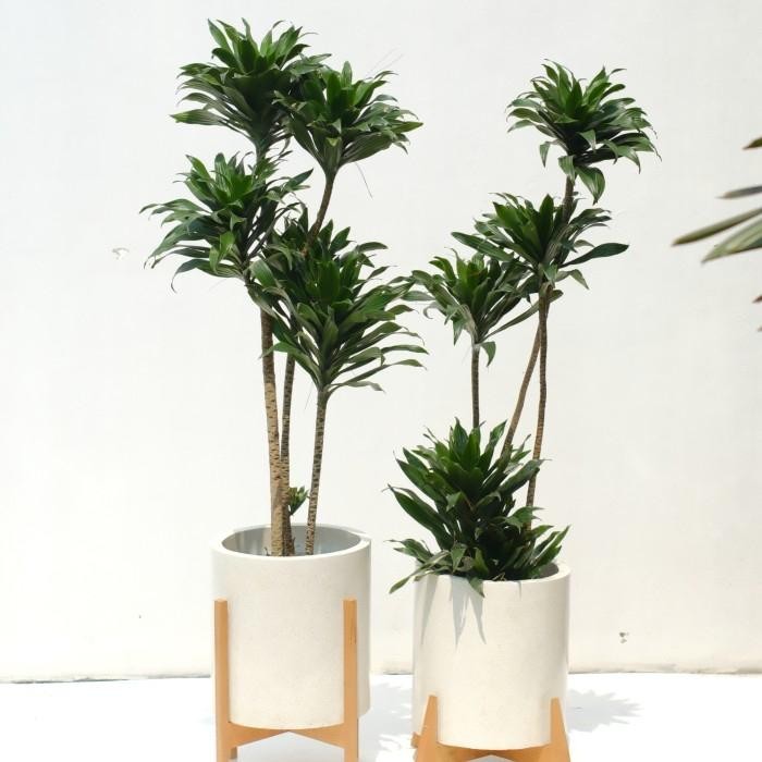 Terlaris Tanaman Dracaena Janet Craig