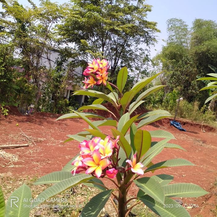 Terlaris Tanaman Kamboja Bali Bunga Tricolor/Pohon Kamboja Bali Tinggi 1M