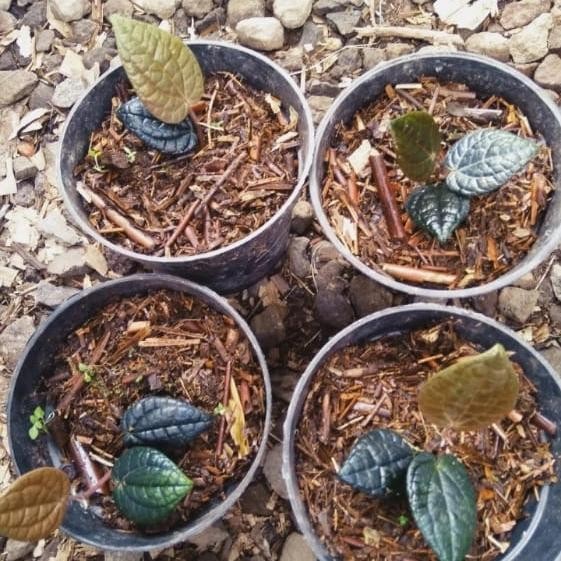 Terlaris Sirih Hitam Original