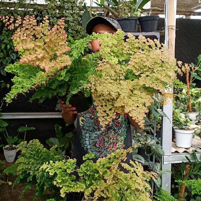 Terlaris Suplir Betok Pucuk Merah Tanaman Hias