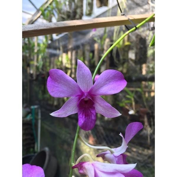 Terlaris Anggrek Dendrobium Keki.Mentangai