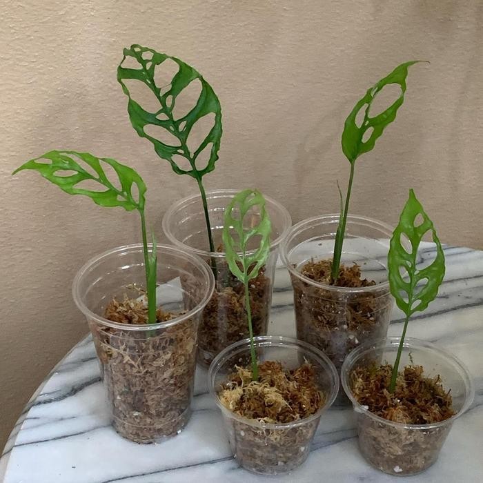 Terlaris Monstera Obliqua - Monstera Obliqua Peru - Obliqua (Baby Ekonomis)