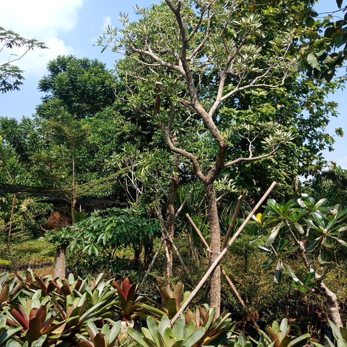 Terlaris Tabebuia Kuning 4 Meter Pohon Pelindung Tabebuya Kuning Besar