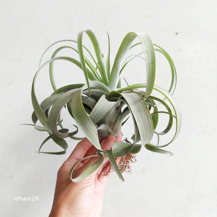 Gardening_Love Tillandsia My Sweet Rose