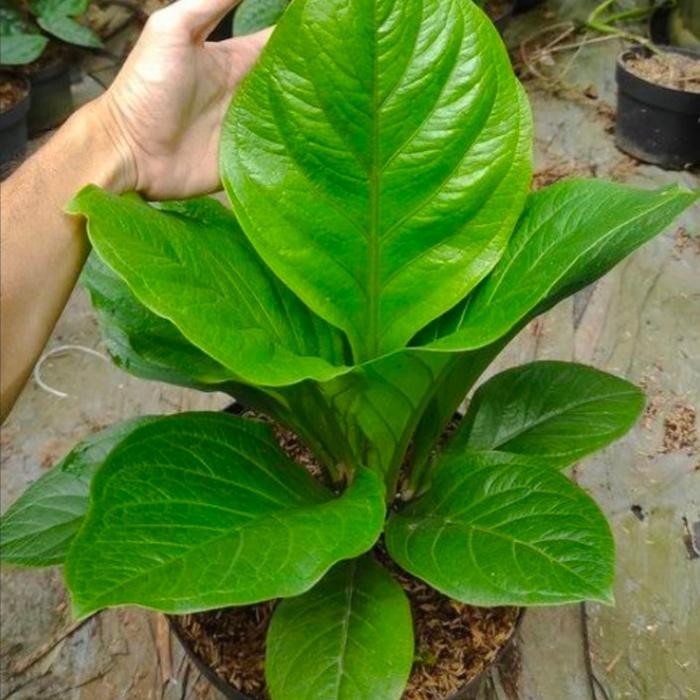 Gardening_Love Tanaman Hias Anthurium Jemani Cobra Katalog - Jemani Kobra Katalog