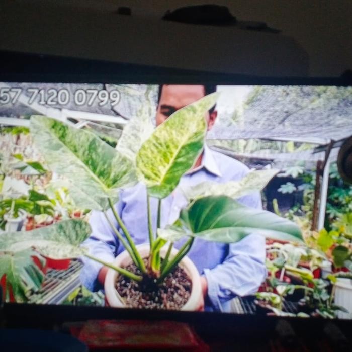 Terlaris Philodendron Giganteum Blizzard Yt