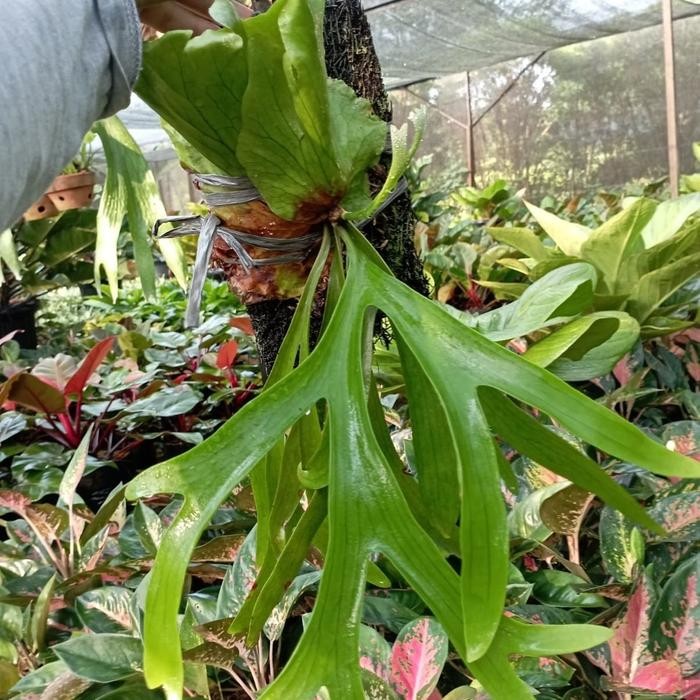 Terlaris Tanaman Tanduk Rusa Sp Papua