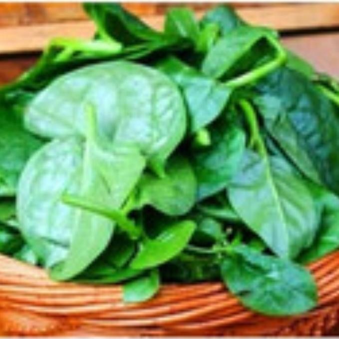 Terang Tani Benih Sayur Bayam Malabar / Bayam Binahong / Malabar Spinach Big Round Leaf / Bayam