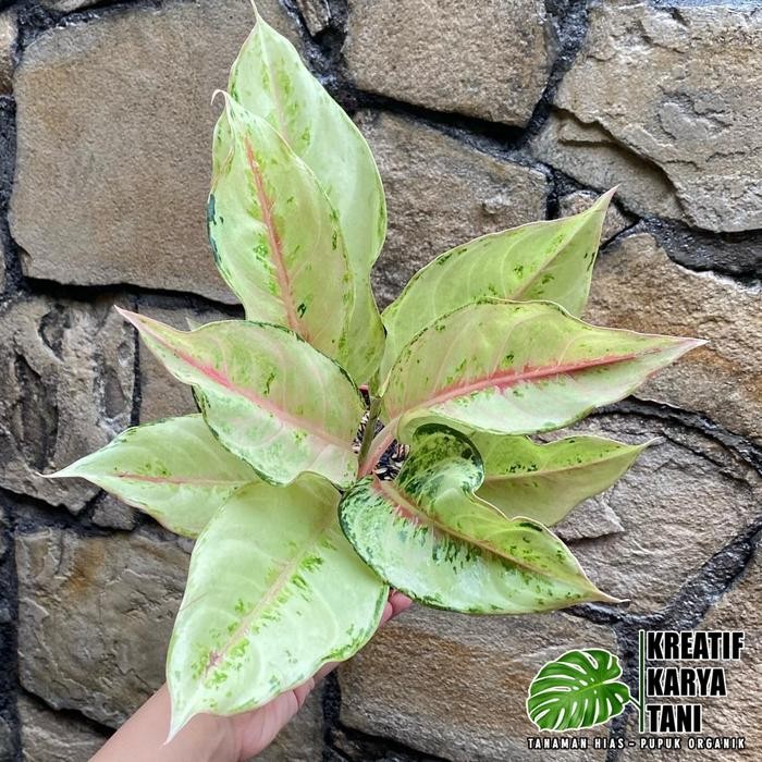 Terang Tani Tanaman Hias Aglonema Frozen - Aglonema Frozen