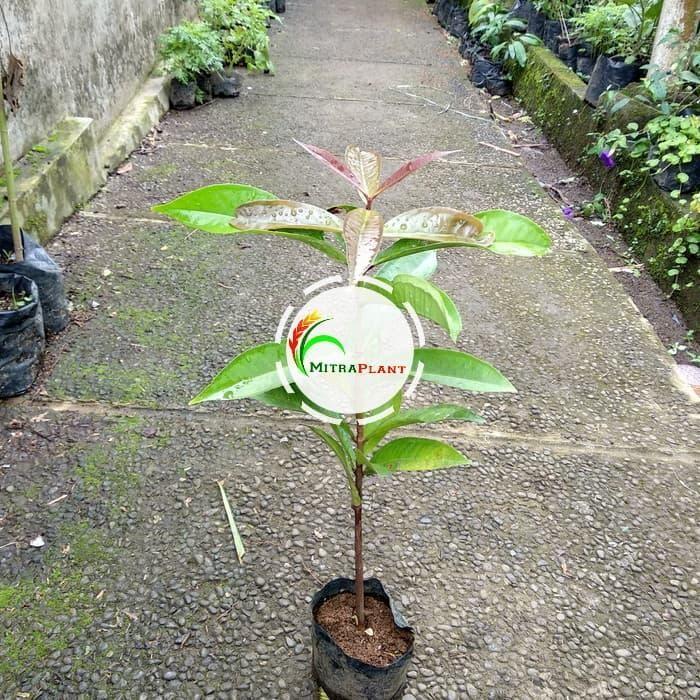 ASLI Bibit Pohon Jambu Jamaika - Buah Jambu Jamaika Taan Jambu Bol Merah READY STOCK