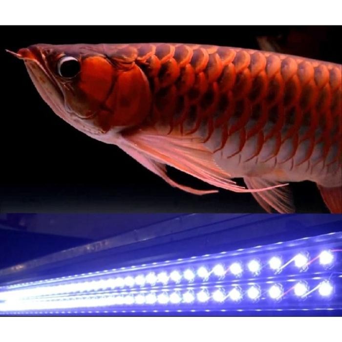 (Allthebest) lampu led tanning (3WATT/LED) 25000kelvin-30000kelvin 40mata