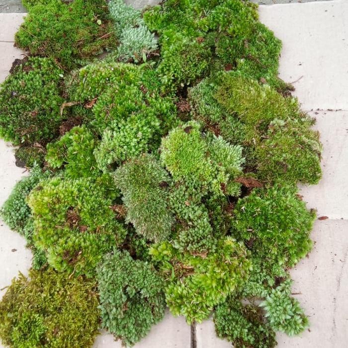 (Allthebest) media tanam lumut / moss 1kg