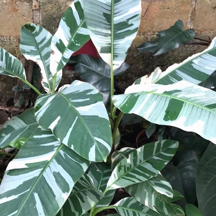 Terlaris Pisang Variegata Musae /Tanaman Pisang Variegata / Musae Variegated