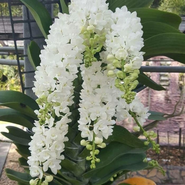 Terlaris Anggrek Rhynchostylis Gigantea White