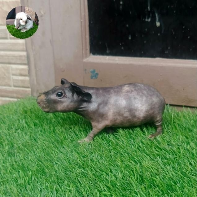 MELAYANI FAKTUR PAJAK marmut/guinea pig skinny hitam