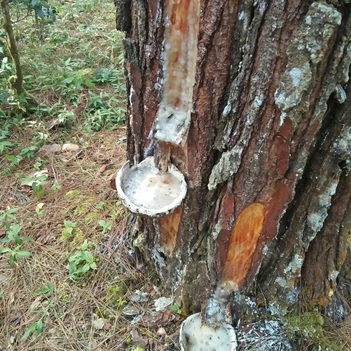 Getah pinus,resin trigona,kelulut lanceng.cocok untuk trigona 1000gr