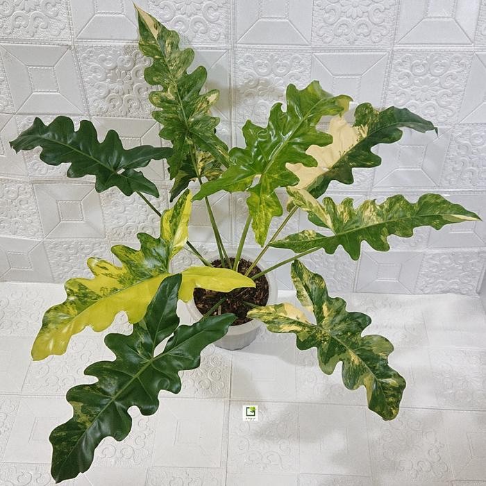 Terlaris Philodendron /Thaumatophyllum Soledad Variegata
