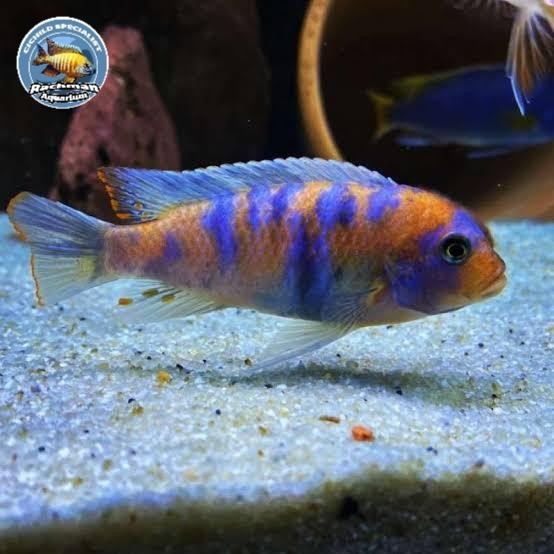 PAKET CICHLID MBUNA LENGKAP "SPESIAL PROMO" 12 EKOR + PELET WATERPROS 75GR