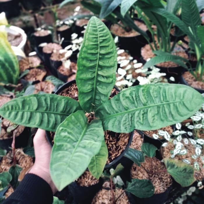 Terlaris Anthurium Reflexinervium Langka
