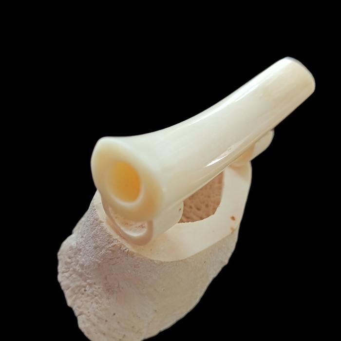 xie Pipa Iga Duyung Once Duyung Model Oval Once Iga Duyung Bayar Ditempat