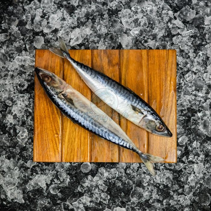 

Ikan Makarel / Ikan Salem / Ikan Sarden Frozen 1Kg