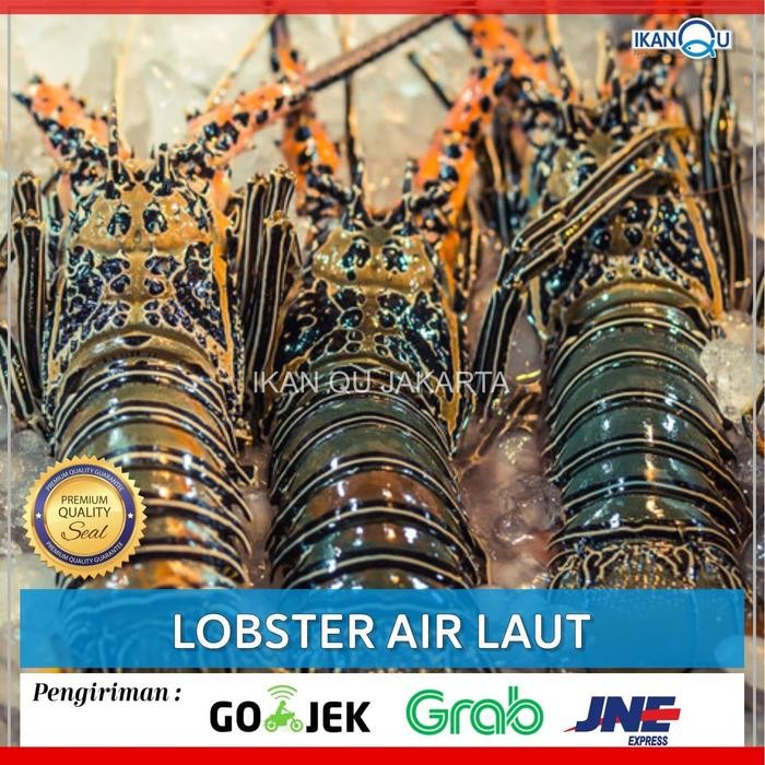 

LOBSTER AIR LAUT 1kg Up isi 3-4 ekor/Lobster air laut segar