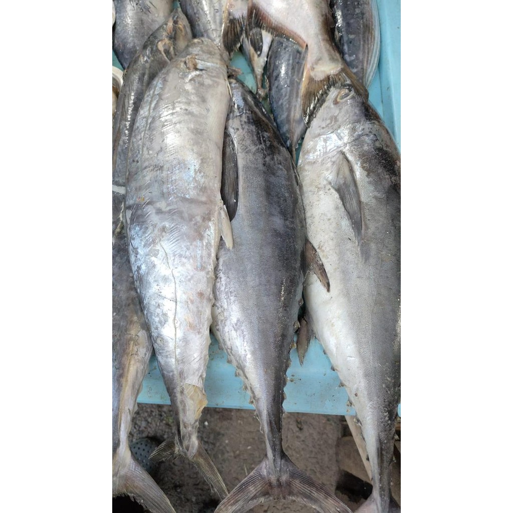 

Ikan Tongkol Super Besar Daging Tongkol Segar Besar Tongkol segar