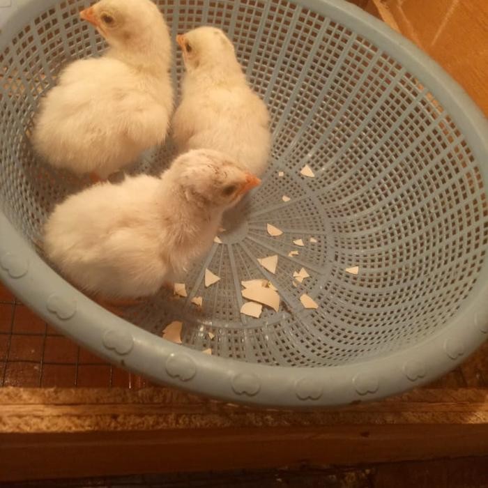 Ayam Mutiara Albino Putih - Ayam Hias Mutiara